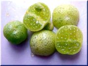 '埃雷莫'沙漠莱姆Eremocitrus glauca, Desert lime © Petr Broža