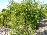 '维拉弗兰卡'柠檬'Villafranca' lemon