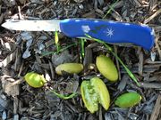 '埃雷莫'柠檬Eremolemon