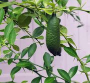 '福斯特里姆'指檬Faustrime