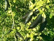 '澳指檬'Citrus australasica, Australian finger lime