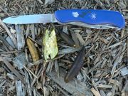 '澳指檬'Australian finger lime