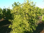 '澳指檬'Citrus australasica, Australian finger lime