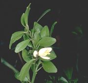 '芒特白莱姆'Mount White lime, Citrus garrawayae