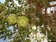 '卡卡杜'莱姆Kakadu lime, Citrus gracilis