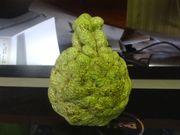 '卡卡杜'莱姆Kakadu lime, Citrus gracilis