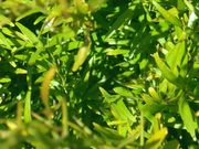 '罗素河'实生莱姆Citrus inodora seedling