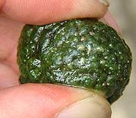'澳洲圆莱姆'的果实Australian round lime fruit