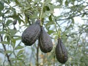 '红指檬' Citrus australasica var. sanguinea