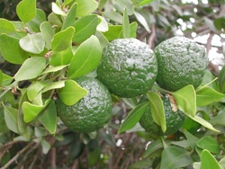 '澳洲圆莱姆' Citrus australis, Australian round lime