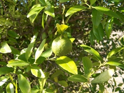 新几内亚野生莱姆Citrus warburgiana, New Guinea wild lime
