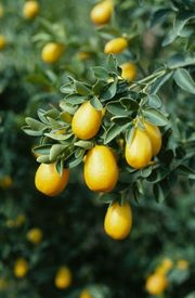 '澳洲日出'莱姆Australian Sunrise lime