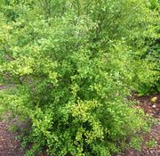 '悉尼'杂交莱姆 Sydney hybrid, Citrus × virgata