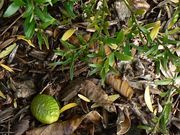 '悉尼'杂交野生莱姆 Sydney Hybrid wild lime