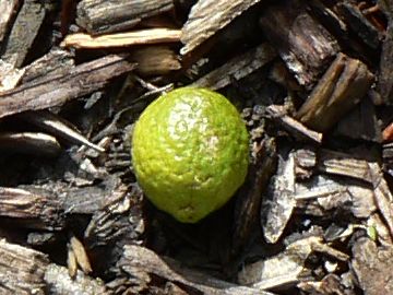 '悉尼'野生杂交莱姆Sydney hybrid wild lime