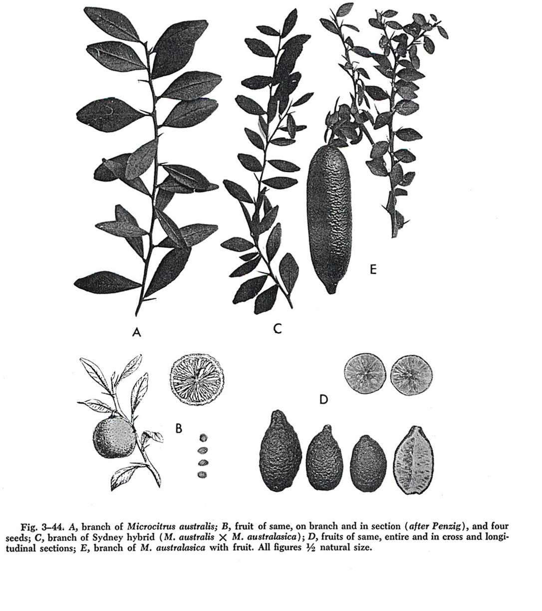 '悉尼'杂交莱姆的分枝 Sydney hybrid branch