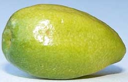 大叶澳洲野生莱姆Citrus inodora, Large leaf Australian wild lime