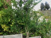 '阿莱莫'莱姆 Alemow, Citrus macrophylla