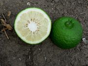 '阿莱莫'莱姆 Alemow, Citrus macrophylla