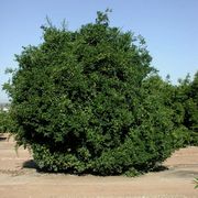 '本顿'枳橙Citrange 'Benton' 