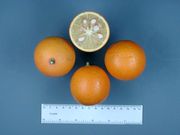 '卡里佐'枳橙果实和果汁 Citrange 'Carizo' fruit and juice