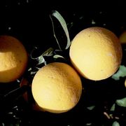 '卡里佐'枳橙Citrange 'Carizo'