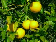 '西德拉迪亚' Citradia