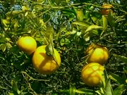 '西德拉迪亚' Citradia