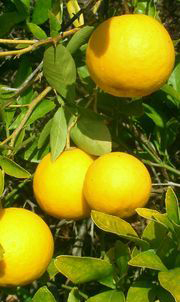 ‘波斯’莱姆Persian limes