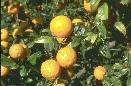 'C-40197'枳橘 Citrandarin C-40197