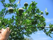 '长沙'枳橘 Citrandarin 'Changsa' © Don's Citrus Blog