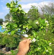 '平实柠檬' Citrandarin 'Shekwasha' © Don's Citrus Blog