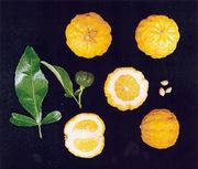 '本顿'枳橙Citrange 'Benton' © Australian Citrus Growers