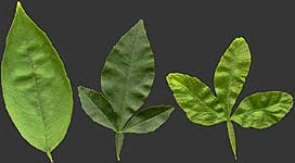 甜橙、枳橙和枳的叶片Leaves of sweet orange, citrange and poncirus.