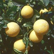 '特洛伊'枳橙Citrange 'Troyer'