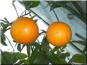 '特洛伊'枳橙Citrange 'Troyer'