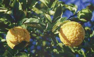 威利茨'枳橙 Citrange 'Willits', © Agrumi Voss