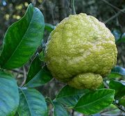 粗柠檬 Rough lemon, Citrus jambhiri
