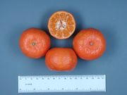 '克娄巴特拉'柑 Cleopatra mandarin, Citrus reshni