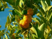 '克娄巴特拉'柑 Cleopatra mandarin, Citrus reshni