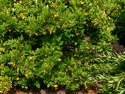 '克娄巴特拉'柑 Cleopatra mandarin, Citrus reshni