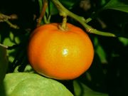 '克娄巴特拉'柑 Cleopatra mandarin, Citrus reshni