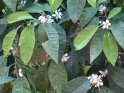 酸橙花 Sour orange flowers