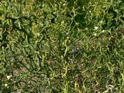 '飞龙'枳橙 Flying Dragon