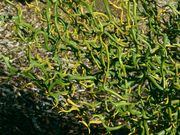 '飞龙'枳橙 Flying Dragon