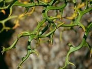 '飞龙'枳橙 Flying Dragon