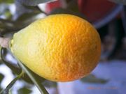 '四季'枳柑 Citrangequat 'Four Seasons'