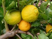 '格伦'枳橙橘 Glen citrangedin