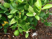 ‘草家’莱姆'Kusaie' lime