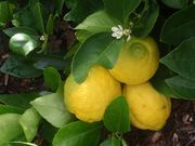 '格伦'枳橙橘 Glen citrangedin